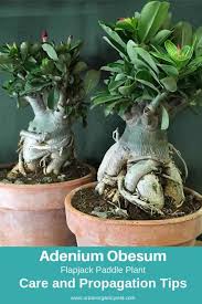 67 Types Of Succulents With Pictures Details Care Tips In 2020 Desert Rose Plant Desert Rose Care Types Of Succulents