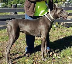 Another Texas Puppy Mill Dane Please Note Texas Is Not The Only State All Of The United States Is Afflicted With Bad Backya Puppy Mills Puppies Dog Pictures