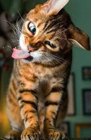 milyh kotikov vam v lentu milye kotiki kotyata zhivotnye