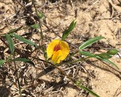 Image result for Zornia pratensis