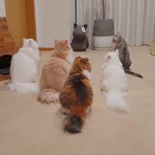 Penggemar Kittisaurus Fan On Instagram Barisan Yg Pas D Not Claire S Account I M The Kittisaurus Lovers From Indonesia Don T Forget To Follow S
