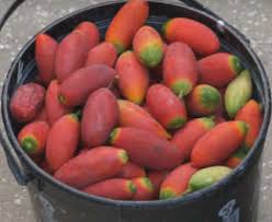 Image result for Coccinia subsessiliflora