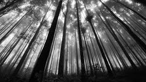 Black And White Nature Wallpaper Hd Greyscale Forest Landscape Forest Wallpaper Black And White Wallpaper White Wallpaper