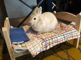 Pillow cases are also cheap to buy and easy to wash. Maximus Max Enjoying His Ikea Bed Rabbits