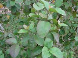 Image result for Psilotrichum