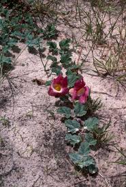 Image result for Harpagophytum zeyheri