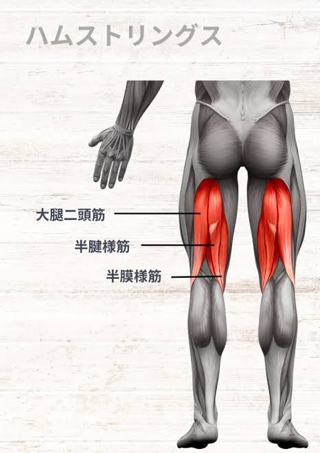 ハムストリングスの解剖学〜ゼロからわかる解剖学〜 | N.Pilates Education〜解剖学からわかる！効果の出るピラティスセミナー！〜