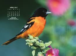 April Bird Of The Month Enjoy This Glorious Oriole On Your Computer Desktop With This Free April Calendar From Duncraft Have A Great Month Beautiful Birds Desktop Calendar Birds