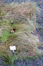 Image result for Harpachne