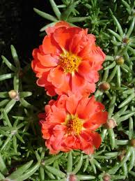 Image result for Portulaca foliosa