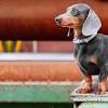 Puppies are sold with a one year written health. 1