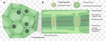 Along with protecting the intracellular contents, the structure bestows rigidity to the plant, provides a porous medium for the circulation and distribution of. Cell Membrane Cell Membrane Plant Cell Cell Wall Png 1280x501px Membrane Anatomy Area Brand Cell Download