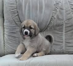 1,392 likes · 141 talking about this. Mladici Kangal Malakli