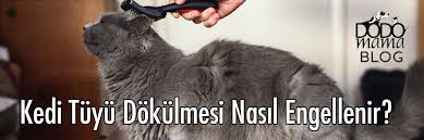 Kedi Tuyu Dokulmesi Nasil Engellenir