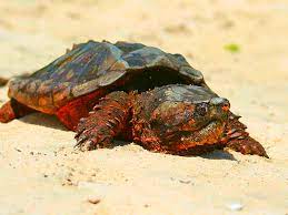 Ingan daun nya harus yang kering dan dibersihkan dulu sebelum di rend. Cara Mengobati Tempurung Kura Kura Yang Terluka Kuranesia