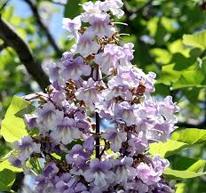 Image result for Paulownia