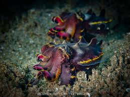 Image result for Chrysoclista splendida