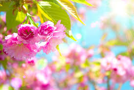 Maybe you would like to learn more about one of these? Spring Hd Desktop Wallpapers Top Free Spring Hd Desktop Backgrounds Wallpaperaccess