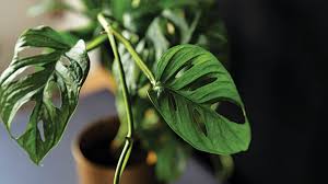 Tanaman hias daun ini bentuknya meruncing menyerupai tanaman lidah buaya dan tergolong dalam kategori tanaman yang perawatannya mudah. Janda Bolong Tanaman Hias Yang Lagi Jadi Rebutan Greeners Co