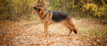 Breeders of merit are denoted by level in ascending order of: German Shepherd Dog All About Dogs Orvis