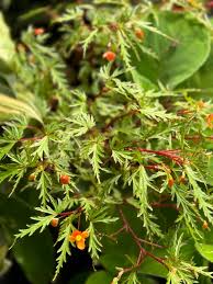 Image result for Begonia sutherlandii