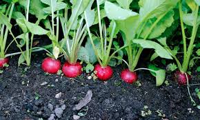 You can begin picking radishes when the roots are about an inch (2.5 cm.) across. How To Grow Radishes Gardening Advice The Guardian