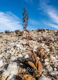 Image result for Bulbine favosa