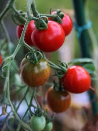 Sauce Tomate Maison Pour Pizza Et Pates Mon Petit Balcon En 2020 Sauce Tomate Maison Recette Sauce Tomate Tomates