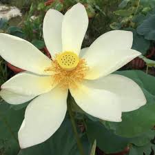 Anda pasti sudah tidak asing lagi dengan bunga teratai. Biji Lotus Hitam Untuk Menumbuhkan Bunga Teratai Yang Indah Di Dalam Air Buy Hitam Biji Teratai Vietnam Biji Teratai Hitam Biji Teratai Product On Alibaba Com