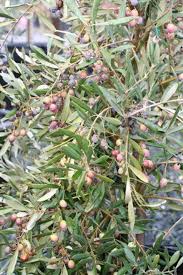 Image result for Olea