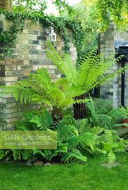 Image result for Dryopteris antarctica