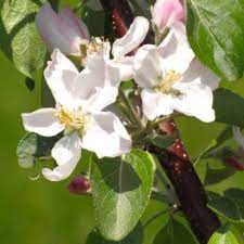 'belmac' blooms after spring frosts and ripens in mid to late september. Self Pollinating Apple Trees For Sale Stark Bro S