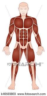 The muscular system is responsible for the movement of the human body. Large Muscle Groups Male Body Front View Clipart K46593803 Fotosearch