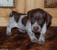 Chocolate Piebald Dachshund Puppies Zoe Fans Blog Piebald Dachshund Dachshund Puppies Dapple Dachshund Puppy