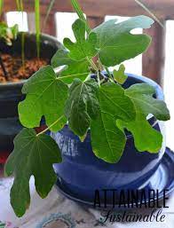 A much easier and less labor intensive method of fig tree care in winter is to keep the fig tree in a container and put it into dormancy in the winter. Growing Fig Trees In Containers For A Small Space Fruit Harvest