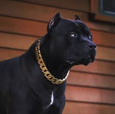 Pitbull dogs bark during the prague pitbull show on june 19, 2010 in the capital city. Xxldesignerpitbulls On Instagram One More Of Prague Just Because The Luxury Gold Chain Collar From Atelier Top4dogs Looks So Good On Him Xdp Beauty Beast Fire Trending