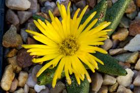 Image result for Nananthus