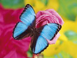 Pin On Mariposas