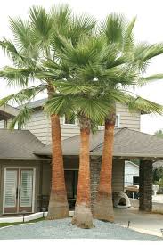Image result for Washingtonia robusta
