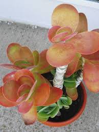 Kalanchoe Luciae Paddle Plant World Of Succulents Plants Planting Succulents Paddle Plant