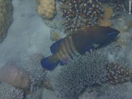 Image result for Cephalophis lukei