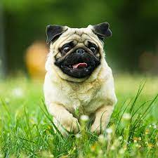 1 Pug Puppies For Sale In Orlando Fl Uptown Puppies