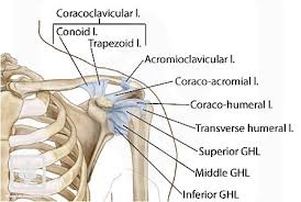 Cal, cp and the conjoint tendon should be evaluated as an important. Shoulder Ligaments Shoulderdoc