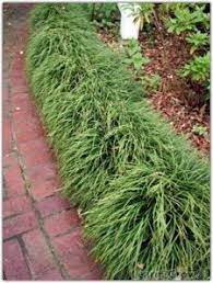 Mondo Grass To Edge The Walkway Mondo Grass Garden Yard Ideas Landscaping Plants