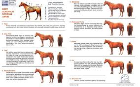 body condition score chart fox valley equine