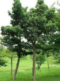 イヌマキ おしゃれまとめの人気アイデア pinterest コジコジ イヌマキ イヌ 樹木