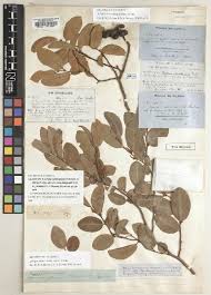Image result for Xylopia odoratissima