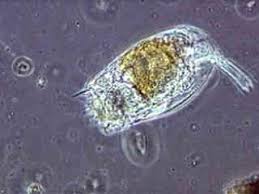 Pond informer is supported by its readers. Pond Life Video Gallery Nikon S Microscopyu