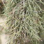 Image result for Tamarix usneoides