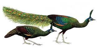 Best free png gambar burung terbang , hd gambar burung terbang png images, png png file easily with one click free hd png images, png design and transparent background with high quality. Burung Merak Png Blog Tentang Burung